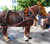 A Beautiful Percheron Dressed Out For The Parade Photo By: Antonio Https://Creativecommons.org/Licenses/By/2.0/ 