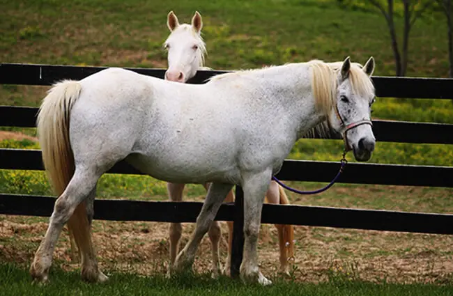 A pair of beautiful Percherons. Photo by: Jean https://creativecommons.org/licenses/by/2.0/ 