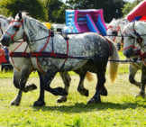 Percherons Rigged As Draft Horses, To Pull A Cart Photo By: Snapshooter46 Https://Creativecommons.org/Licenses/By/2.0/ 