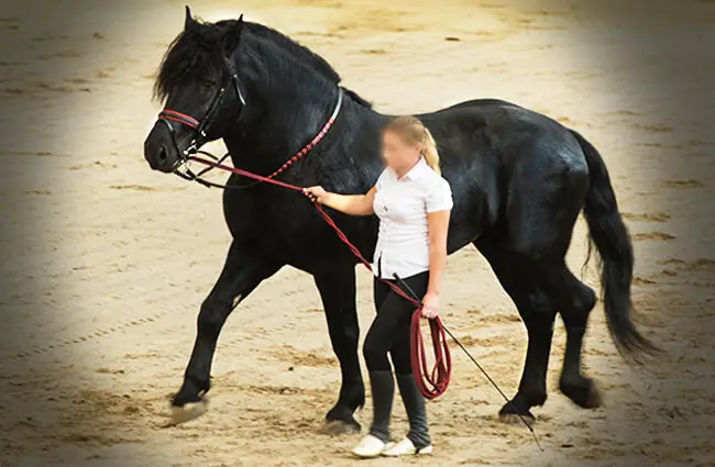 Russian Percheron Photo by: Stah https://creativecommons.org/licenses/by/2.0/ 