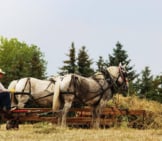 A Percheron Draft Team On The Farm Photo By: Jessica Rockeman From Pixabay Https://Pixabay.com/Photos/Horses-Cowboy-Farmer-Hay-3092780/ 