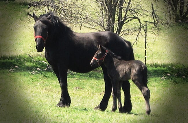 A magnificent Percheron mare with her foal Photo by: Conni https://creativecommons.org/licenses/by/2.0/ 