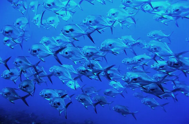 A school of Permits in clear blue waters Photo by: skeeze from Pixabay https://pixabay.com/photos/school-of-permits-ocean-swimming-1095325/ 