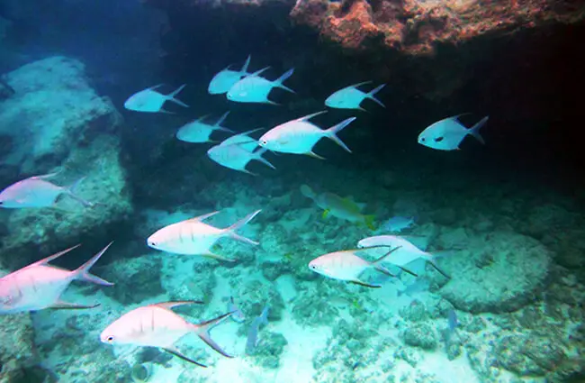 A school of Palometa at Grand Cayman Islands Photo by: Mike Boudreaux https://creativecommons.org/licenses/by-sa/2.0/ 