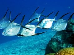 A school of Longfin PompanoPhoto by: Kevin Bryanthttps://creativecommons.org/licenses/by-sa/2.0/