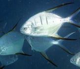 Palometa Pompano Photo By: Kevin Bryant Https://Creativecommons.org/Licenses/By-Sa/2.0/ 