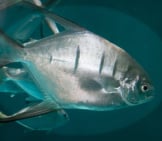 The Palometa Is An Ocean-Going Game Fish Photo By: Brian Gratwicke Https://Creativecommons.org/Licenses/By-Sa/2.0/ 