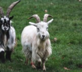 A Pair Of Pygmy Goats At The Buttercups Sanctuary For Goats, Kent, Uk Photo By: Tamsin Cooper Https://Creativecommons.org/Licenses/By-Sa/2.0/ 