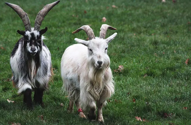 Пара карликовых коз в приюте Лютиков для коз, Кент, Великобритания Фото: Тэмсин Купер https://creativecommons.org/licenses/by-sa/2.0/