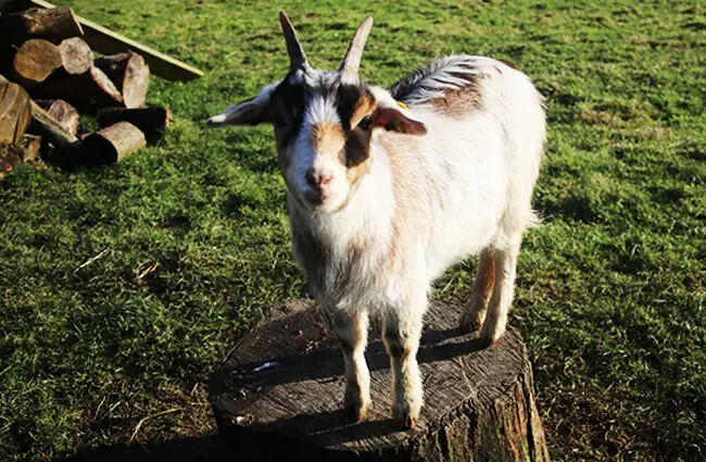 Pygmy Goat – King of the Mountain! Photo by: Andrew Wilkinson https://creativecommons.org/licenses/by-sa/2.0/ 