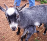 Pygmy Goat Mom Nursing Her Kid Photo By: Kimberly Vardeman Https://Creativecommons.org/Licenses/By-Sa/2.0/ 