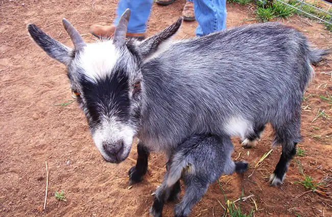 Pygmy Goat mom nursing her kid Photo by: Kimberly Vardeman https://creativecommons.org/licenses/by-sa/2.0/ 