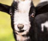 The Cutest Baby Pigmy Goatphoto By: Elle E. Kay From Pixabayhttps://Pixabay.com/Photos/Kid-Goat-Baby-Baby-Goat-Cute-Goat-2284915/