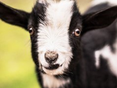 The cutest baby Pigmy GoatPhoto by: Elle E. Kay from Pixabayhttps://pixabay.com/photos/kid-goat-baby-baby-goat-cute-goat-2284915/