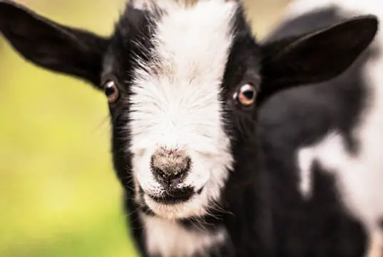 The cutest baby Pigmy GoatPhoto by: Elle E. Kay from Pixabayhttps://pixabay.com/photos/kid-goat-baby-baby-goat-cute-goat-2284915/