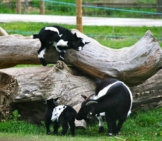 Black And White Baby Pygmy Goats Photo By: Glen Bowman Https://Creativecommons.org/Licenses/By-Sa/2.0/ 