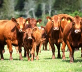 Herd Of Red Angus Photo By: U.s. Department Of Agriculture [Pubic Domain] Https://Creativecommons.org/Licenses/By/2.0/ 
