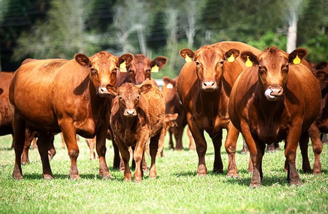 Herd of Red Angus Photo by: U.S. Department of Agriculture [pubic domain] https://creativecommons.org/licenses/by/2.0/ 