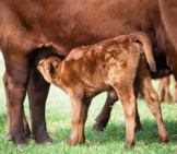 A Young Red Angus Calf Nursing From His Mother Photo By: U.s. Department Of Agriculture [Pubic Domain] Https://Creativecommons.org/Licenses/By/2.0/ 