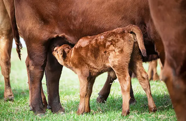 A young Red Angus calf nursing from his mother Photo by: U.S. Department of Agriculture [pubic domain] https://creativecommons.org/licenses/by/2.0/ 
