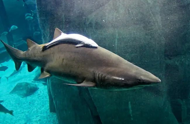 A Remora attached to a shark in a public aquarium Photo by: Brian Snelson https://creativecommons.org/licenses/by/2.0/ 