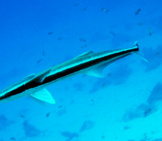A Long, Slender Remora Fish Photo By: Edward Callaghan Https://Creativecommons.org/Licenses/By/2.0/ 