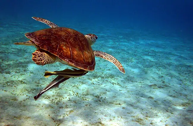 Sea Turtle with a pair of Remoras tagging along Photo by: Giorgio Galeotti https://creativecommons.org/licenses/by/2.0/ 