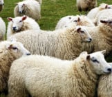 A Herd Of Sheep Photo By: Peter O&#039;Connor Aka Anemoneprojectors Https://Creativecommons.org/Licenses/By-Sa/2.0/ 