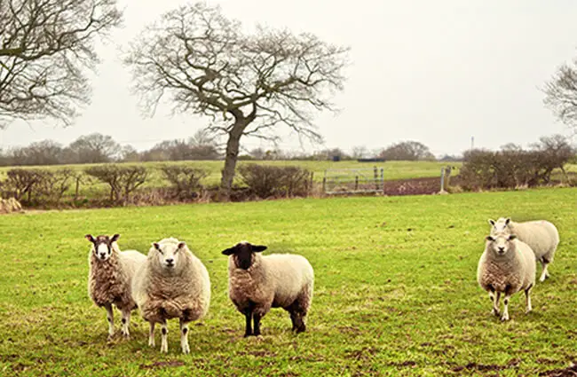Sheep Description Habitat Image Diet And Interesting Facts Sheep Description Habitat Image Diet And Interesting Facts
