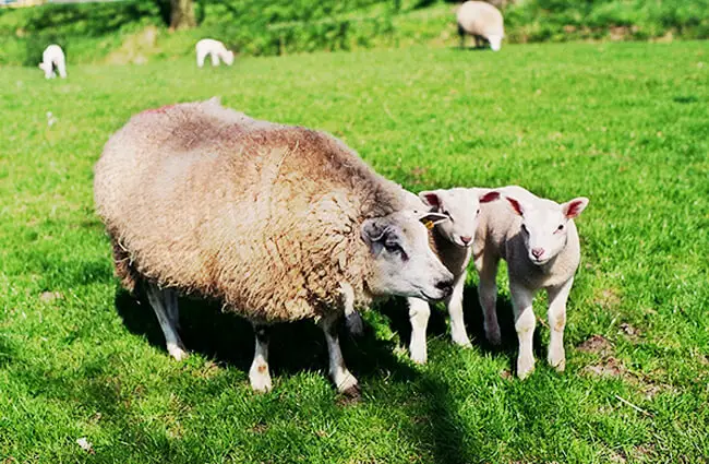Овца с ягнятами Фото: larsjuh https://creativecommons.org/licenses/by-sa/2.0/