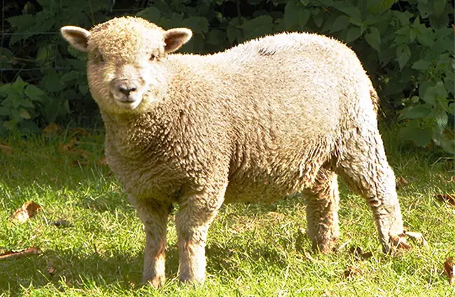 Sheep - Description, Habitat, Image, Diet, and Interesting Facts