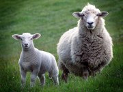 Sheep have a 300-deg field of visionPhoto by: Bernard Spragg. NZ [public domain]https://creativecommons.org/licenses/by-sa/2.0/