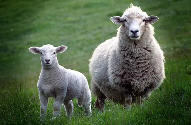 Sheep - Description, Habitat, Image, Diet, and Interesting Facts