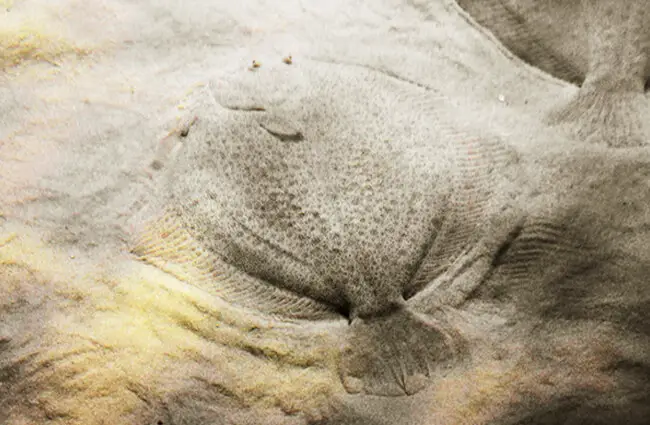 SEO TitleSole - Description, Habitat, Image, Diet, and Interesting Facts