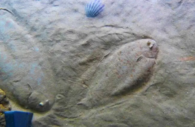 Two sole fish camouflaged in the sand Photo by: Neitram / CC BY-SA (https://creativecommons.org/licenses/by-sa/4.0)