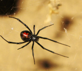 Redback Spiders, Found Throughout Australia Photo By: William Https://Creativecommons.org/Licenses/By/2.0/ 