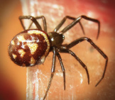 Cupboard Spider, Or Brown House Spider Photo By: David Short Https://Creativecommons.org/Licenses/By/2.0/ 