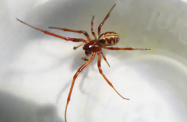 Spider - Description, Habitat, Image, Diet, and Interesting Facts