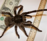 This Is A Male Goliath Birdeater Tarantula Photo By: John Https://Creativecommons.org/Licenses/By/2.0/ 