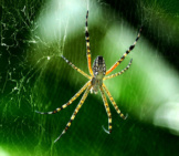 Spider In Its Web Photo By: Kamaljith K V Https://Creativecommons.org/Licenses/By/2.0/ 