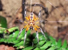 Stunning Spider photographed on a hike in Costa RicaPhoto by: Sara Yeomanshttps://creativecommons.org/licenses/by/2.0/