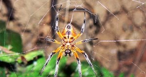 Stunning Spider photographed on a hike in Costa RicaPhoto by: Sara Yeomanshttps://creativecommons.org/licenses/by/2.0/