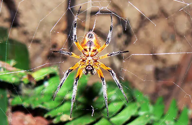 Stunning Spider photographed on a hike in Costa RicaPhoto by: Sara Yeomanshttps://creativecommons.org/licenses/by/2.0/