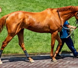 Chestnut Thoroughbred Walking At The Track Photo By: Rennett Stowe Https://Creativecommons.org/Licenses/By/2.0/ 