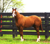 2014 And 2016 American Horse Of The Year, California Chrome Photo By: Sarah Sapp Https://Creativecommons.org/Licenses/By/2.0/ 