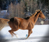 Thoroughbred Galloping In The Snow Photo By: Teresa Alexander-Arab Https://Creativecommons.org/Licenses/By/2.0/ 