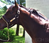 Portrait Of A Beautiful Thoroughbred Photo By: Sarah Sapp Https://Creativecommons.org/Licenses/By/2.0/ 