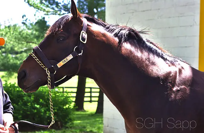 Portrait of a beautiful Thoroughbred Photo by: Sarah Sapp https://creativecommons.org/licenses/by/2.0/ 