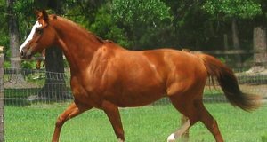 A stunning Thoroughbred horse trottingPhoto by: lovelychristy02https://creativecommons.org/licenses/by/2.0/