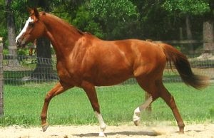 A stunning Thoroughbred horse trottingPhoto by: lovelychristy02https://creativecommons.org/licenses/by/2.0/